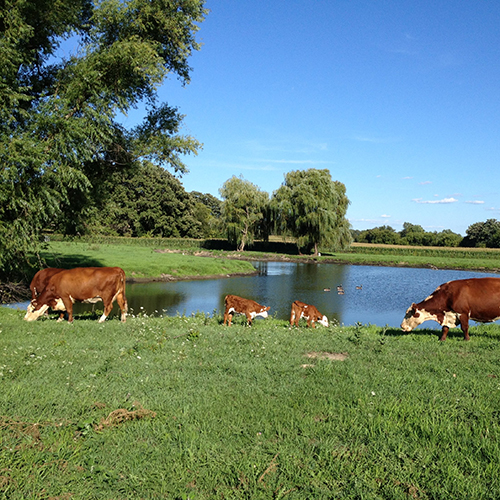 Mac, farm manager